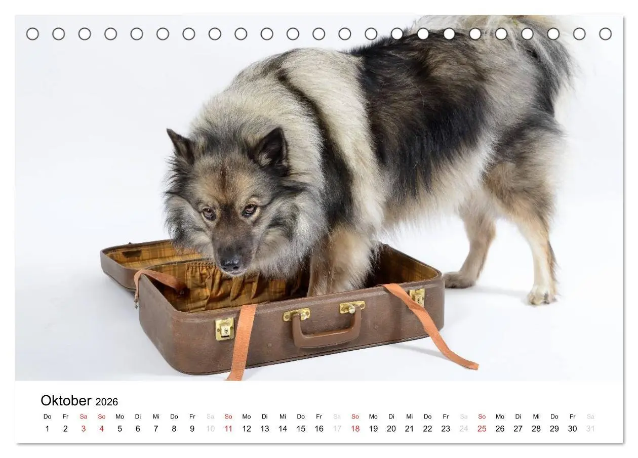 Bild: 9783516194586 | Der Wolfsspitz (Tischkalender 2026 DIN A5 quer), CALVENDO...