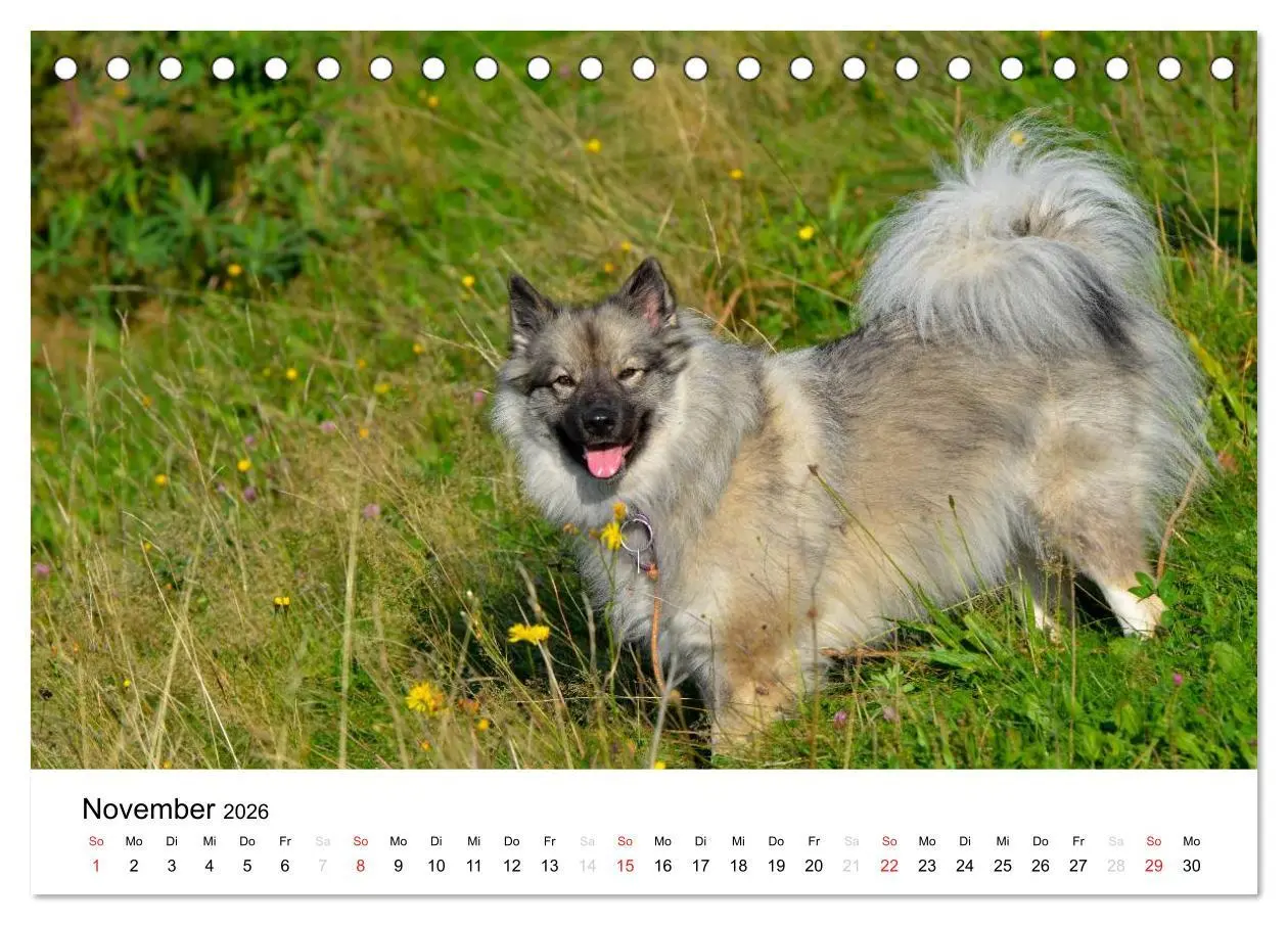 Bild: 9783516194586 | Der Wolfsspitz (Tischkalender 2026 DIN A5 quer), CALVENDO...