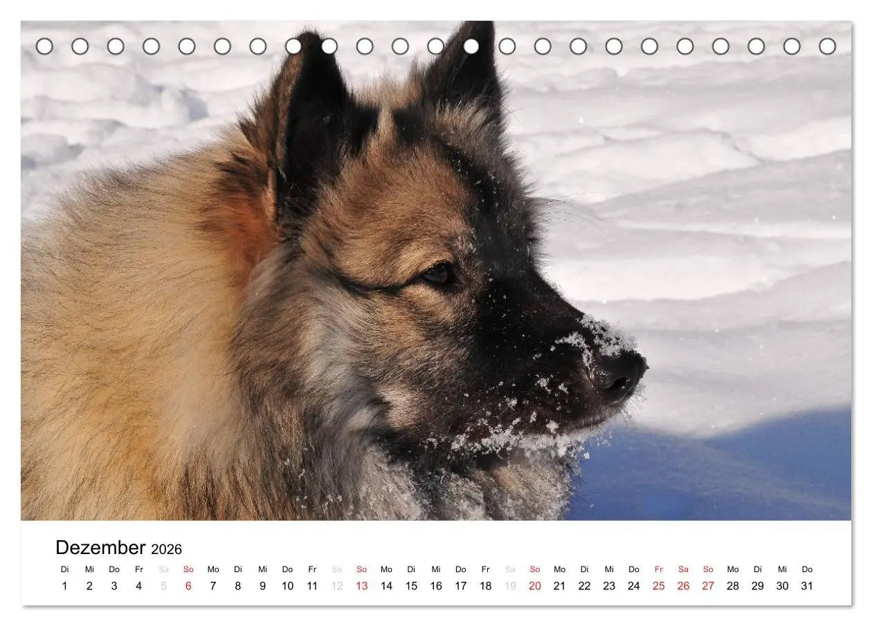 Bild: 9783516194586 | Der Wolfsspitz (Tischkalender 2026 DIN A5 quer), CALVENDO...
