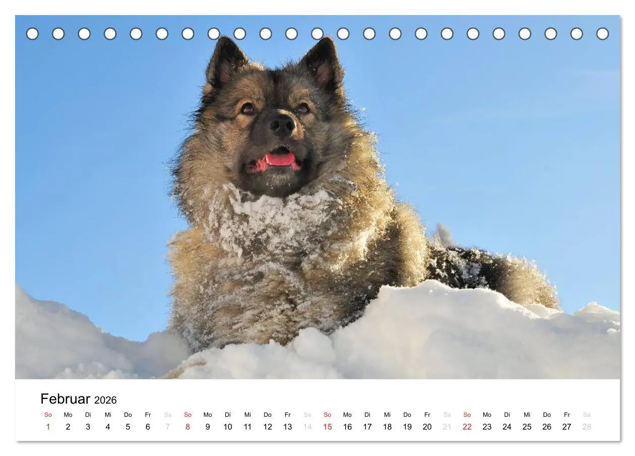 Bild: 9783516194586 | Der Wolfsspitz (Tischkalender 2026 DIN A5 quer), CALVENDO...