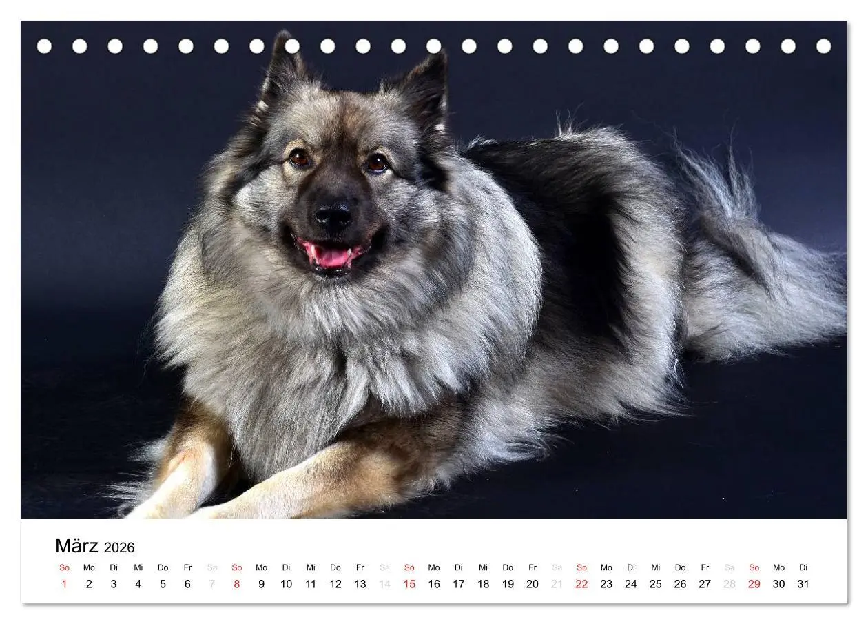 Bild: 9783516194586 | Der Wolfsspitz (Tischkalender 2026 DIN A5 quer), CALVENDO...
