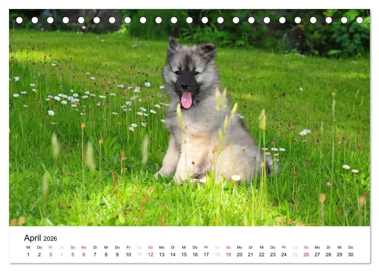 Bild: 9783516194586 | Der Wolfsspitz (Tischkalender 2026 DIN A5 quer), CALVENDO...