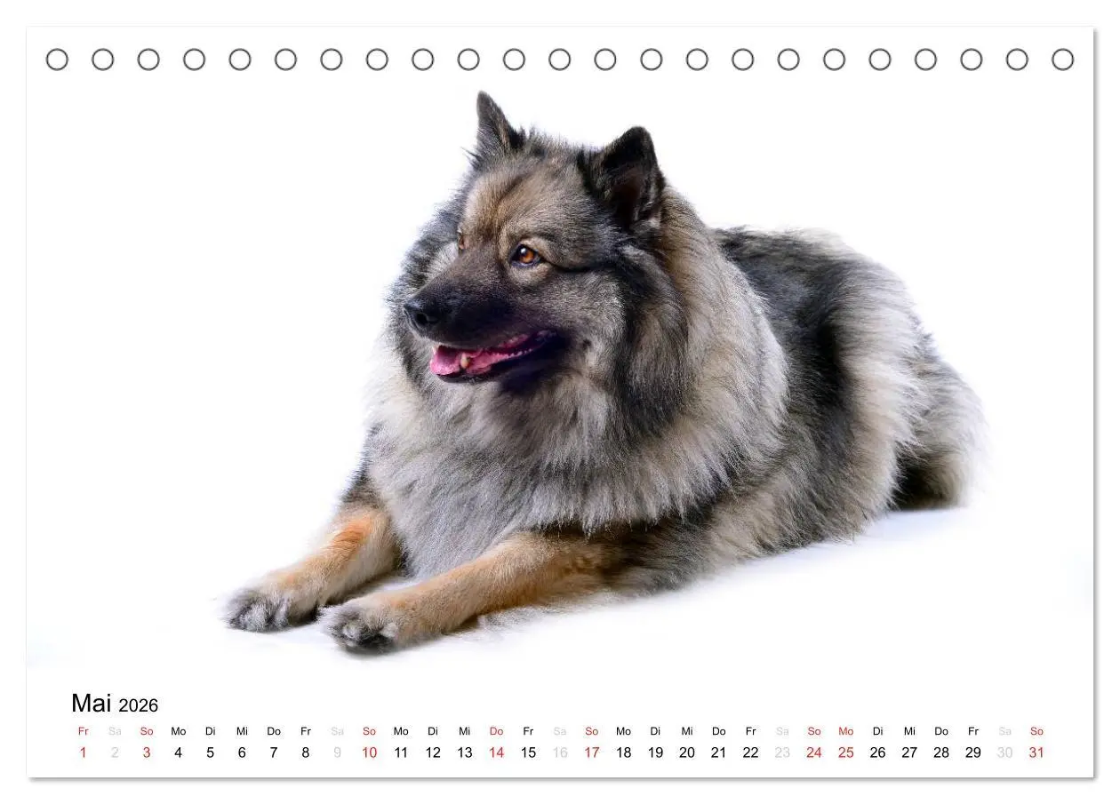 Bild: 9783516194586 | Der Wolfsspitz (Tischkalender 2026 DIN A5 quer), CALVENDO...
