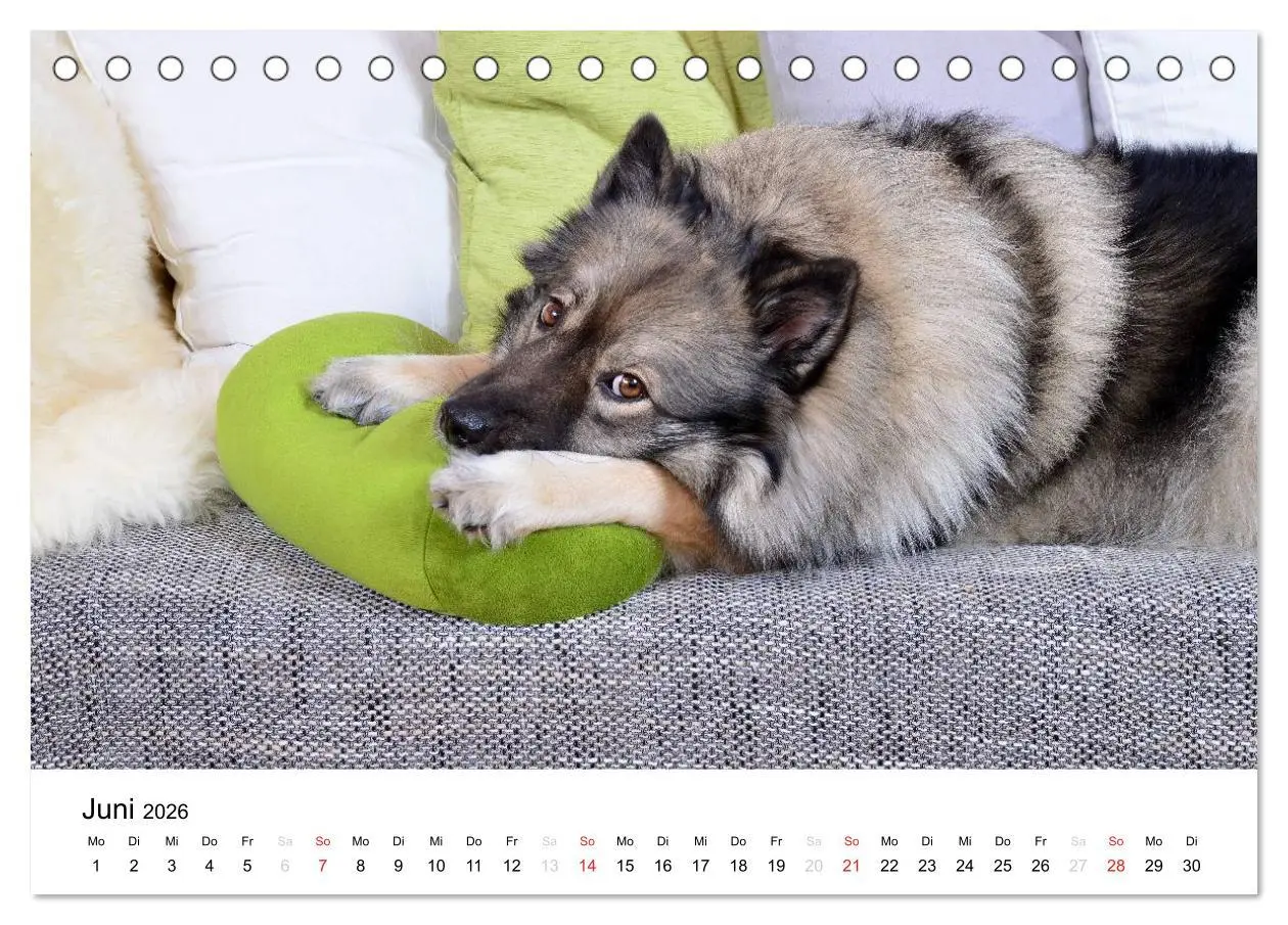 Bild: 9783516194586 | Der Wolfsspitz (Tischkalender 2026 DIN A5 quer), CALVENDO...