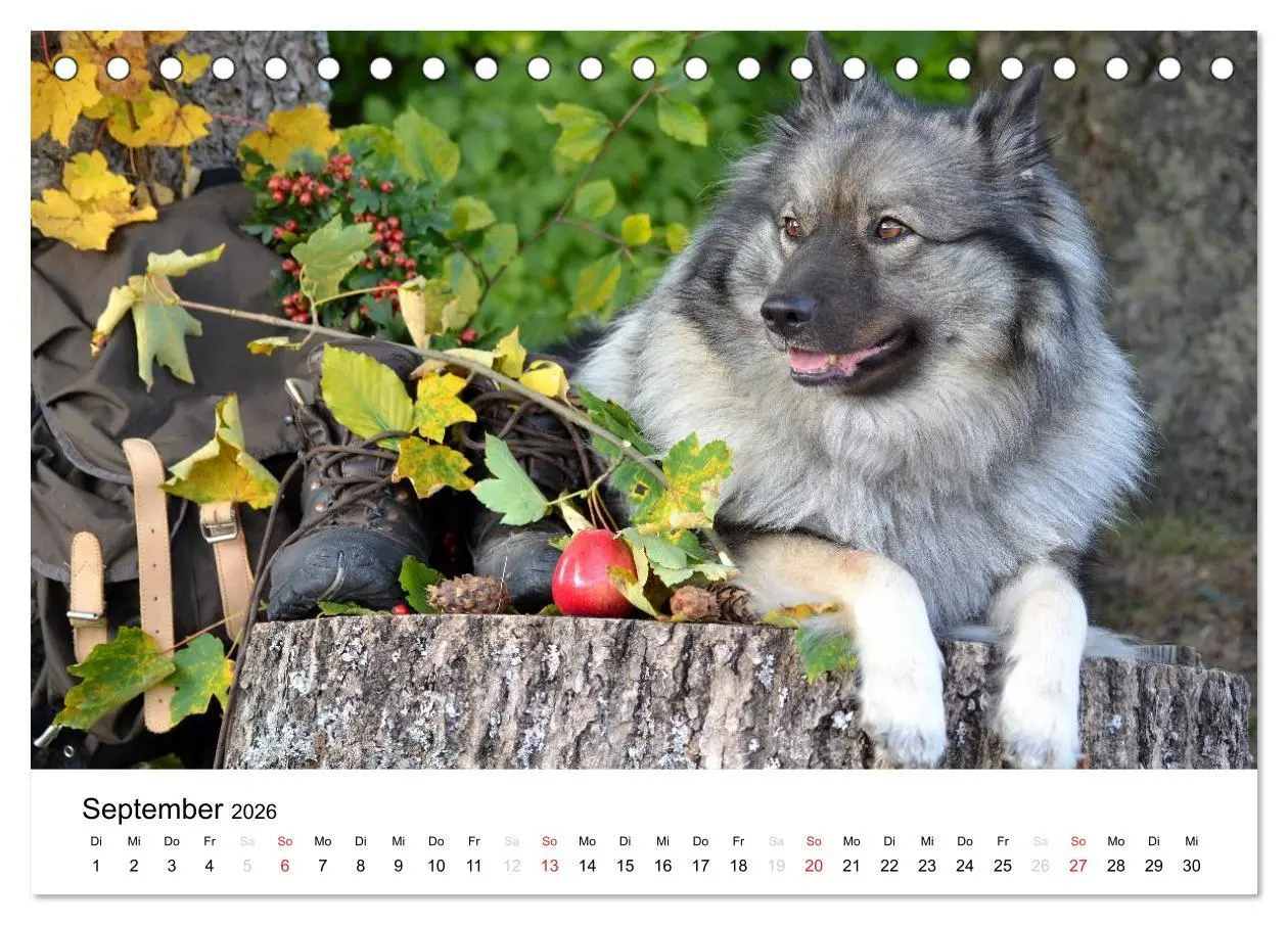 Bild: 9783516194586 | Der Wolfsspitz (Tischkalender 2026 DIN A5 quer), CALVENDO...