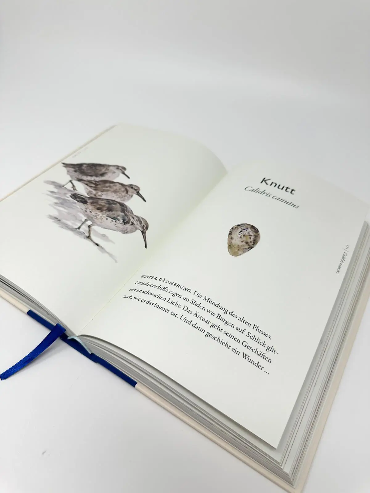 Bild: 9783550204586 | Das Buch der Vögel | Eine brillante Hommage an die Welt der Vögel