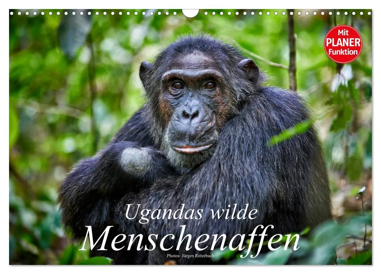 Cover: 9783516014686 | Ugandas wilde Menschenaffen (Wandkalender 2026 DIN A3 quer),...