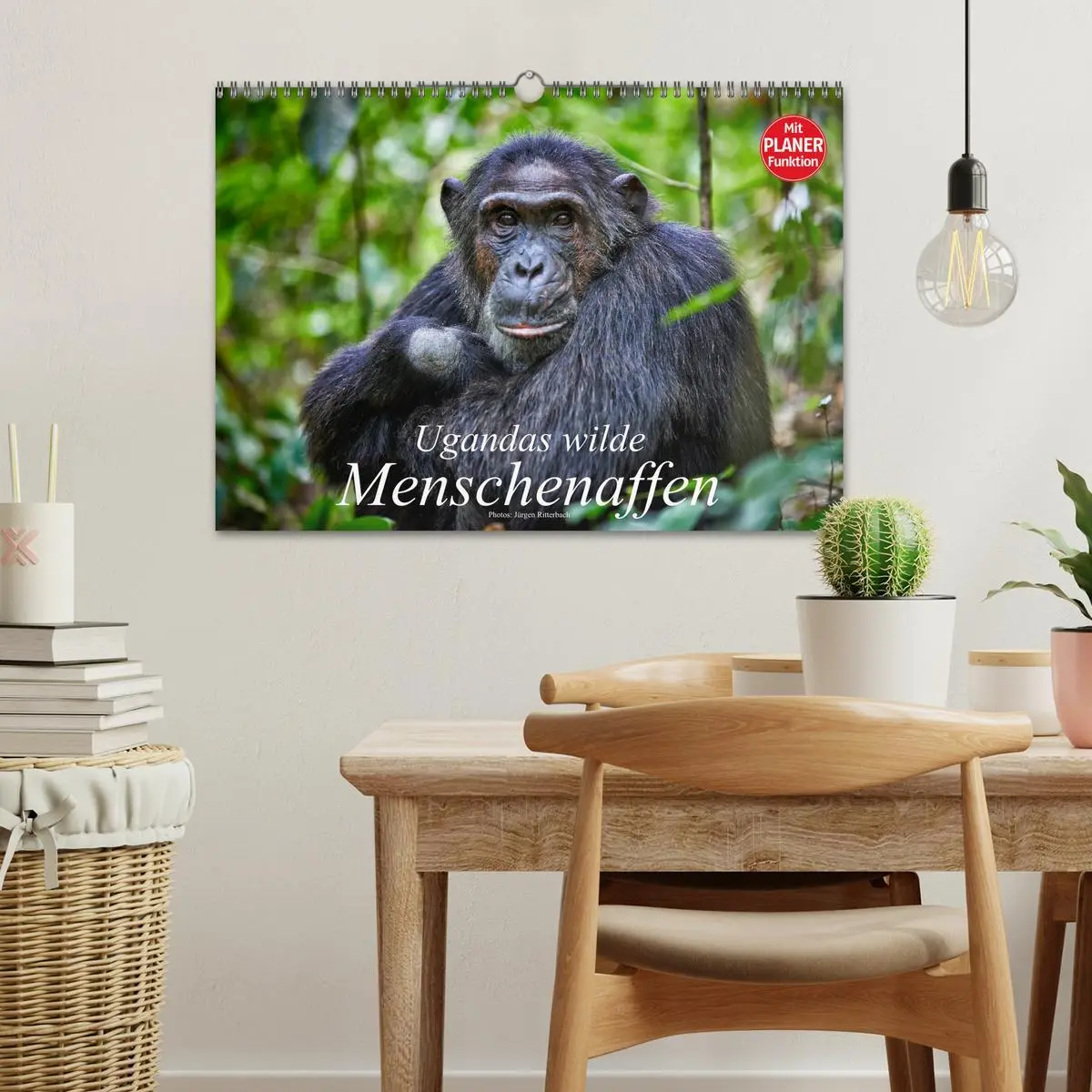 Bild: 9783516014686 | Ugandas wilde Menschenaffen (Wandkalender 2026 DIN A3 quer),...
