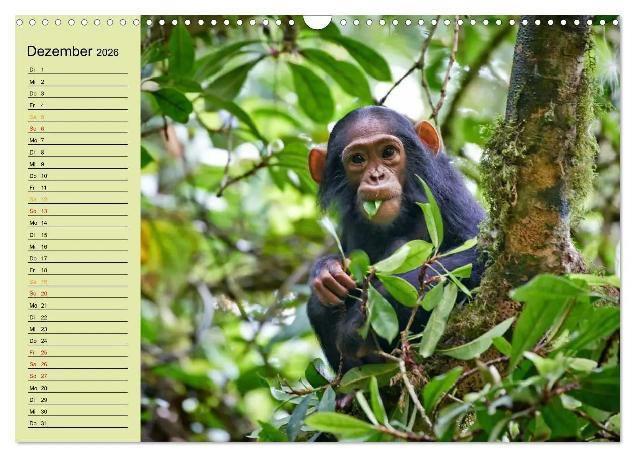 Bild: 9783516014686 | Ugandas wilde Menschenaffen (Wandkalender 2026 DIN A3 quer),...