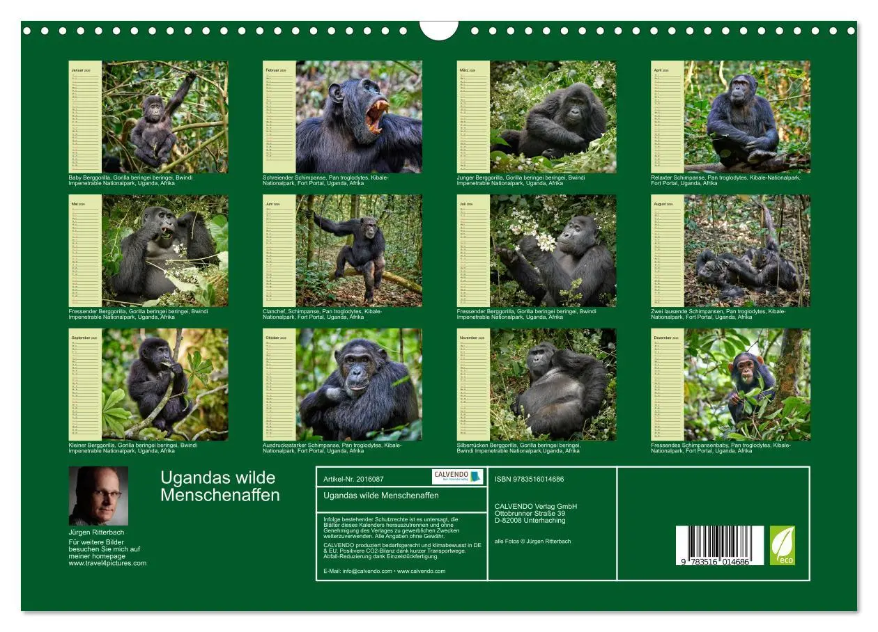 Bild: 9783516014686 | Ugandas wilde Menschenaffen (Wandkalender 2026 DIN A3 quer),...