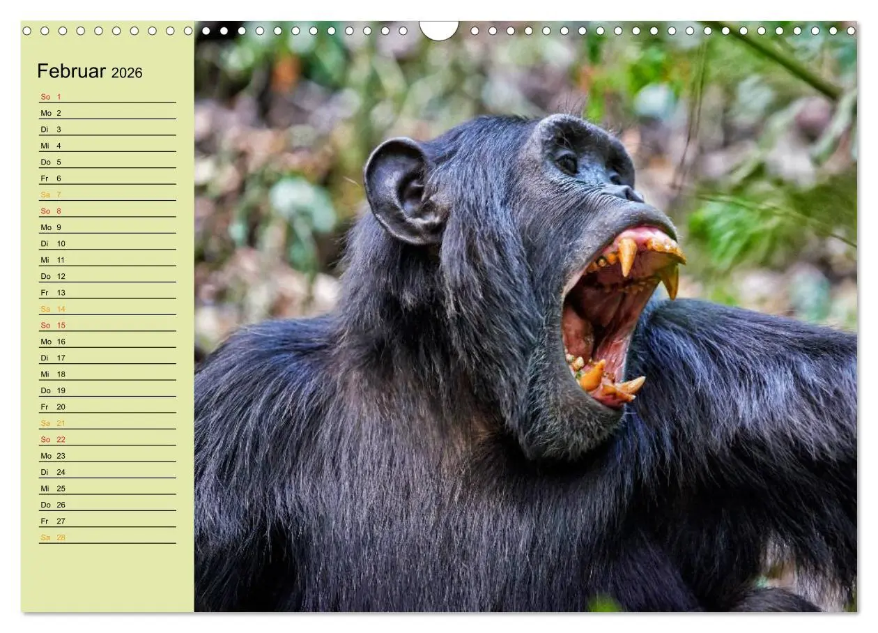 Bild: 9783516014686 | Ugandas wilde Menschenaffen (Wandkalender 2026 DIN A3 quer),...