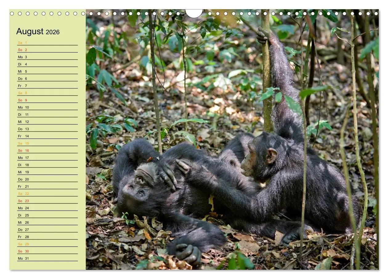 Bild: 9783516014686 | Ugandas wilde Menschenaffen (Wandkalender 2026 DIN A3 quer),...