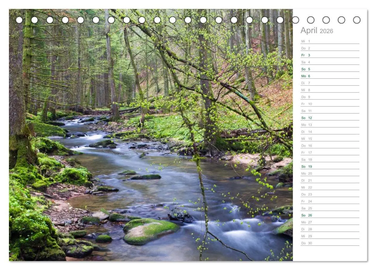Bild: 9783516004786 | Im Deutschen Wald 2026 - ein Notizkalender (Tischkalender 2026 DIN...