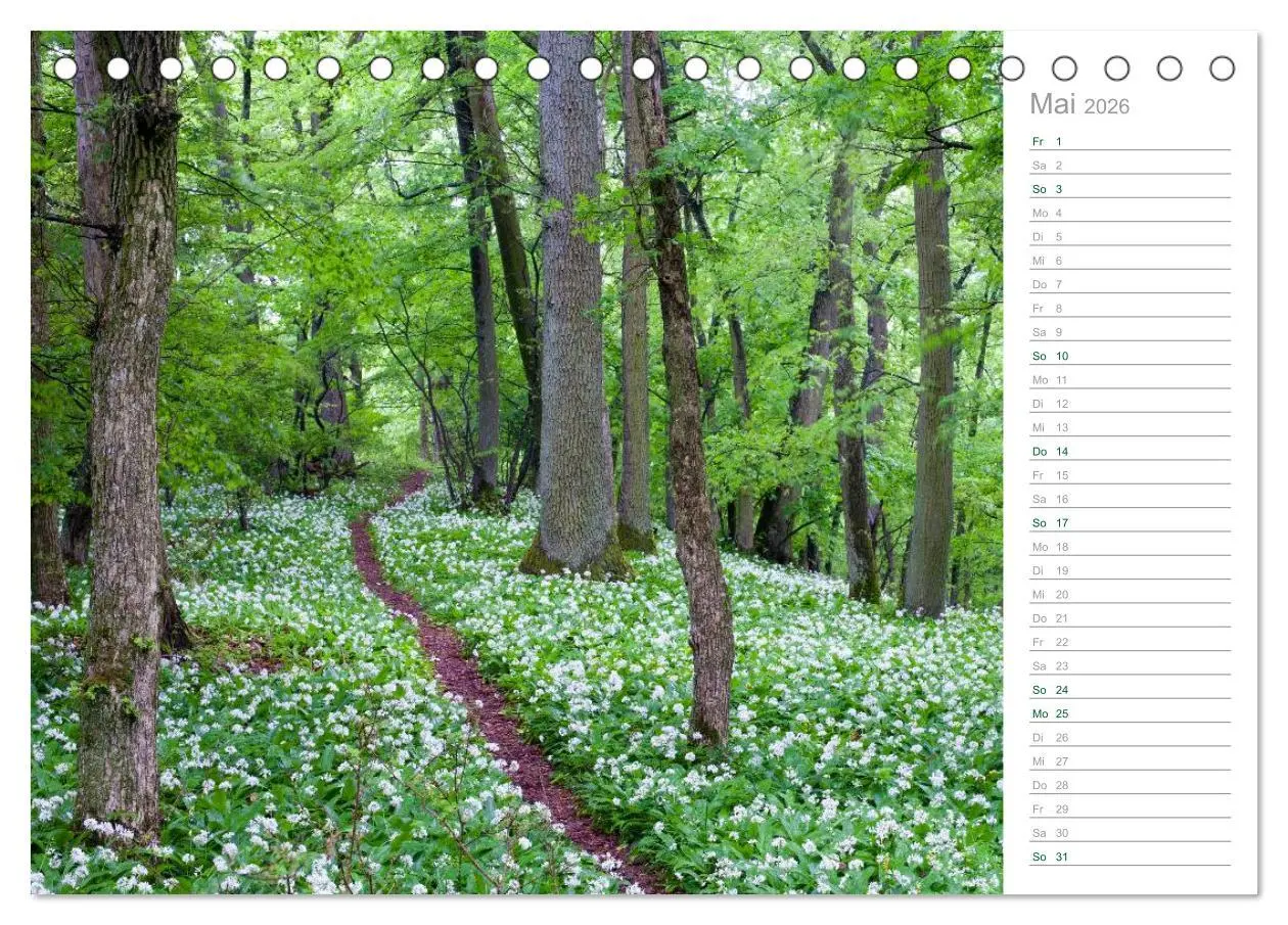Bild: 9783516004786 | Im Deutschen Wald 2026 - ein Notizkalender (Tischkalender 2026 DIN...
