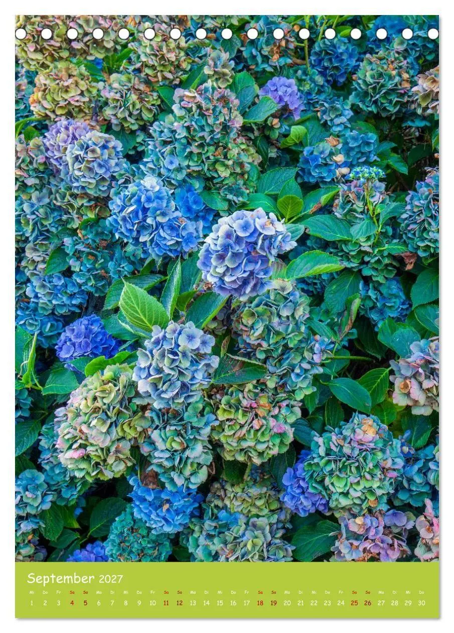 Bild: 9783516794786 | Mein Hortensientraum (Tischkalender 2027 DIN A5 hoch), CALVENDO...