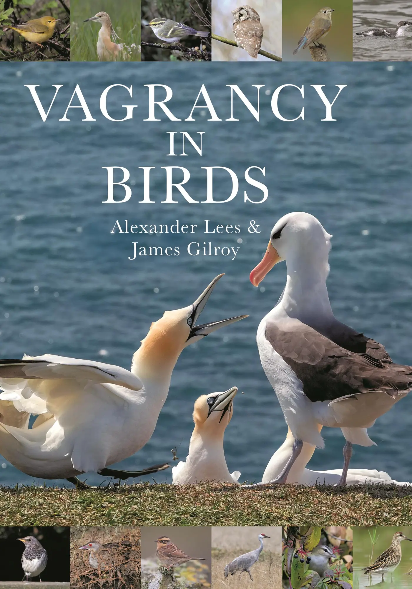 Cover: 9780691224886 | Vagrancy in Birds | Alexander Lees (u. a.) | Buch | Englisch | 2022