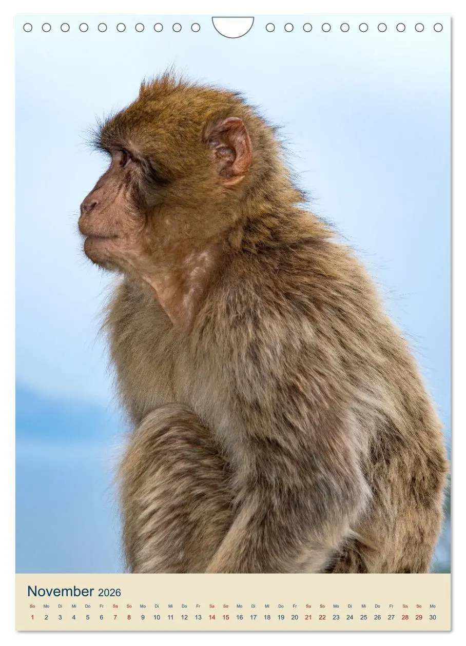 Bild: 9783516304886 | Gibraltar - Die Heimat der Berberaffen auf dem Rock (Wandkalender...