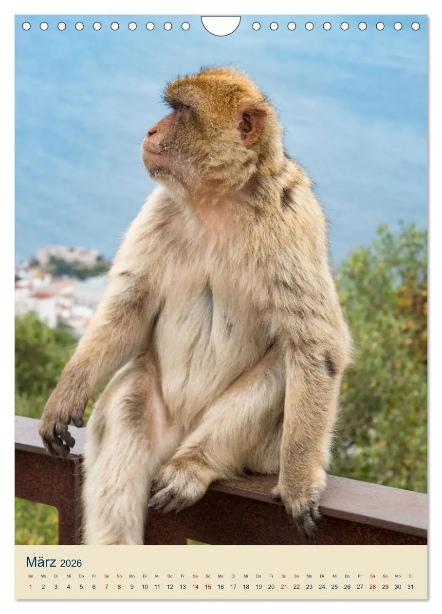 Bild: 9783516304886 | Gibraltar - Die Heimat der Berberaffen auf dem Rock (Wandkalender...