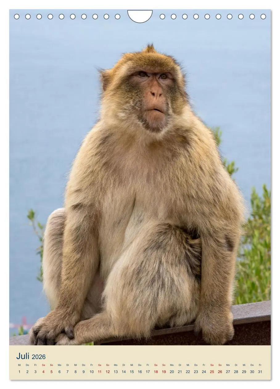 Bild: 9783516304886 | Gibraltar - Die Heimat der Berberaffen auf dem Rock (Wandkalender...