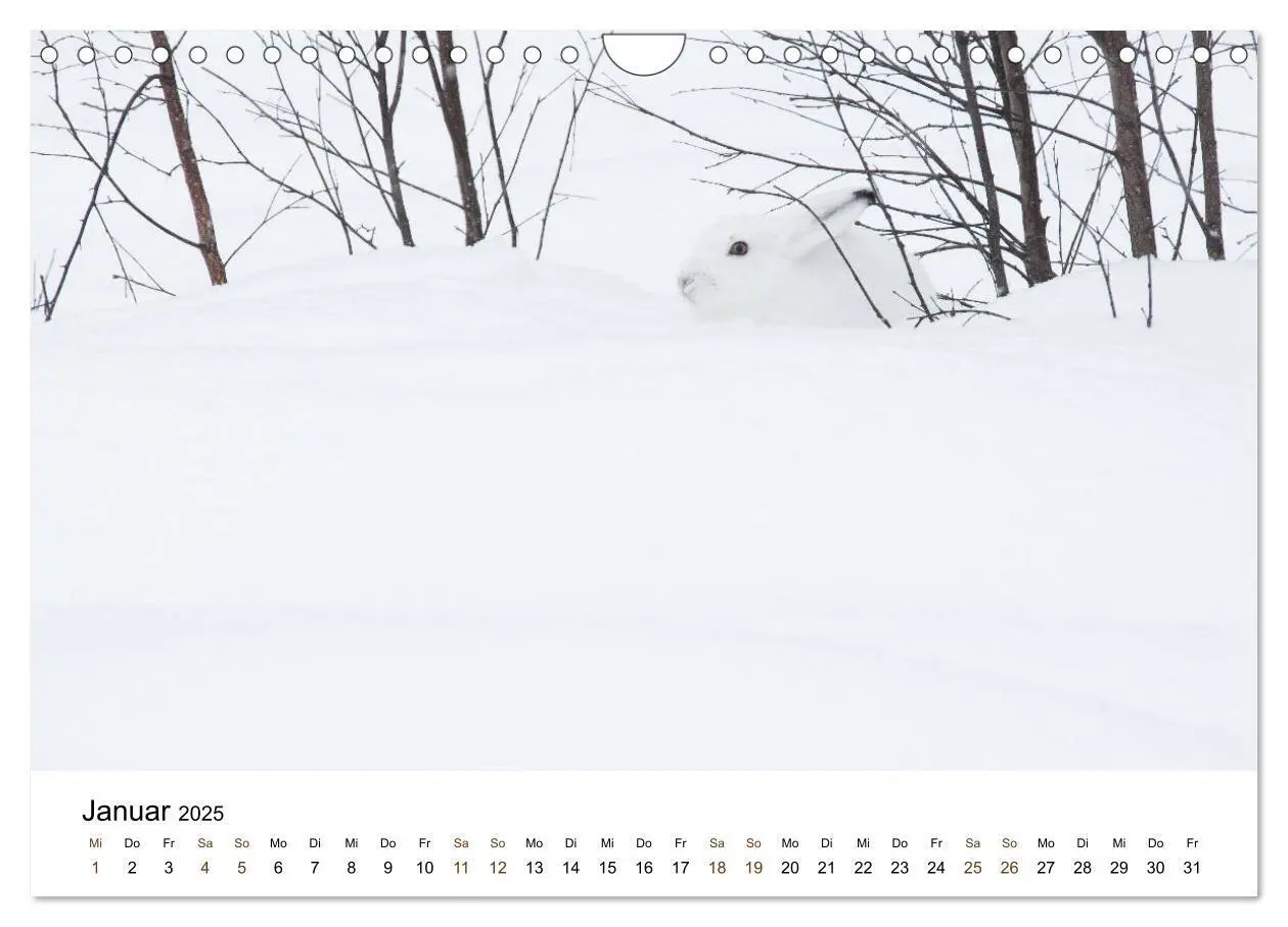 Bild: 9783435354986 | Finnland: eine tierische Entdeckungsreise (Wandkalender 2025 DIN A4...