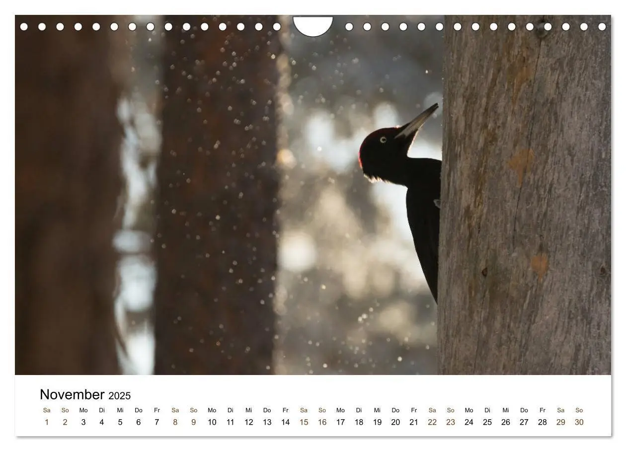 Bild: 9783435354986 | Finnland: eine tierische Entdeckungsreise (Wandkalender 2025 DIN A4...