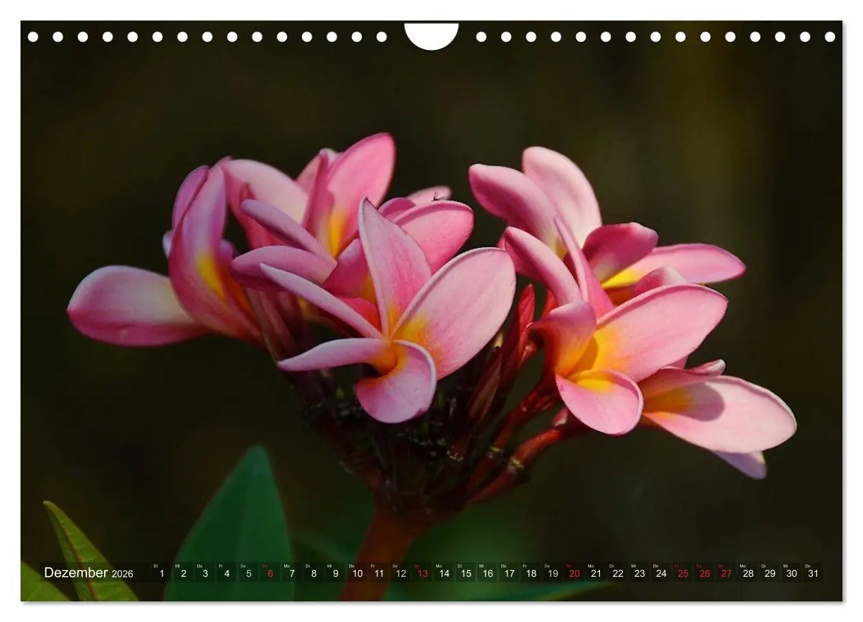 Bild: 9783457994986 | Tansania - Faszinierendes Afrika (Wandkalender 2026 DIN A4 quer),...