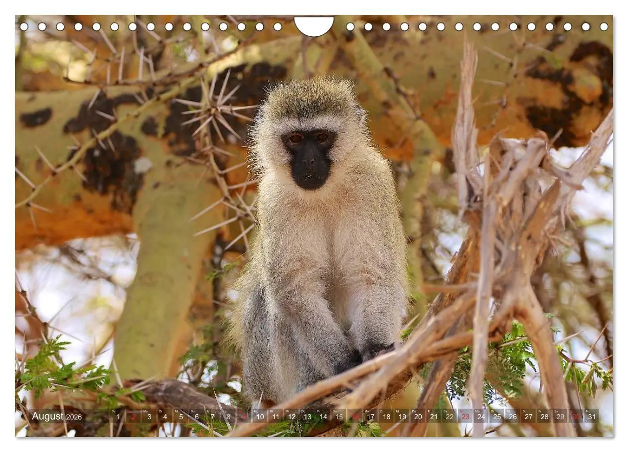 Bild: 9783457994986 | Tansania - Faszinierendes Afrika (Wandkalender 2026 DIN A4 quer),...