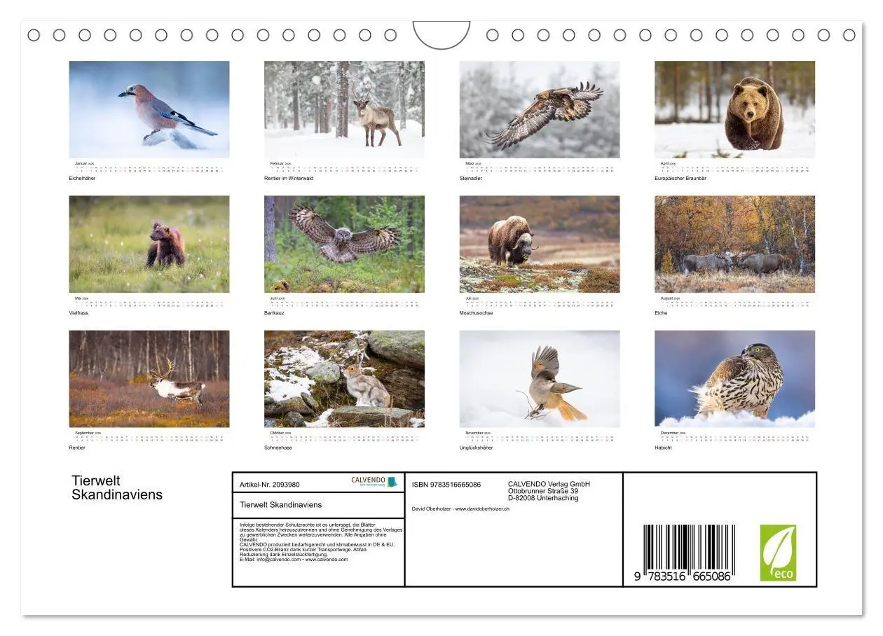 Bild: 9783516665086 | Tierwelt Skandinaviens (Wandkalender 2026 DIN A4 quer), CALVENDO...