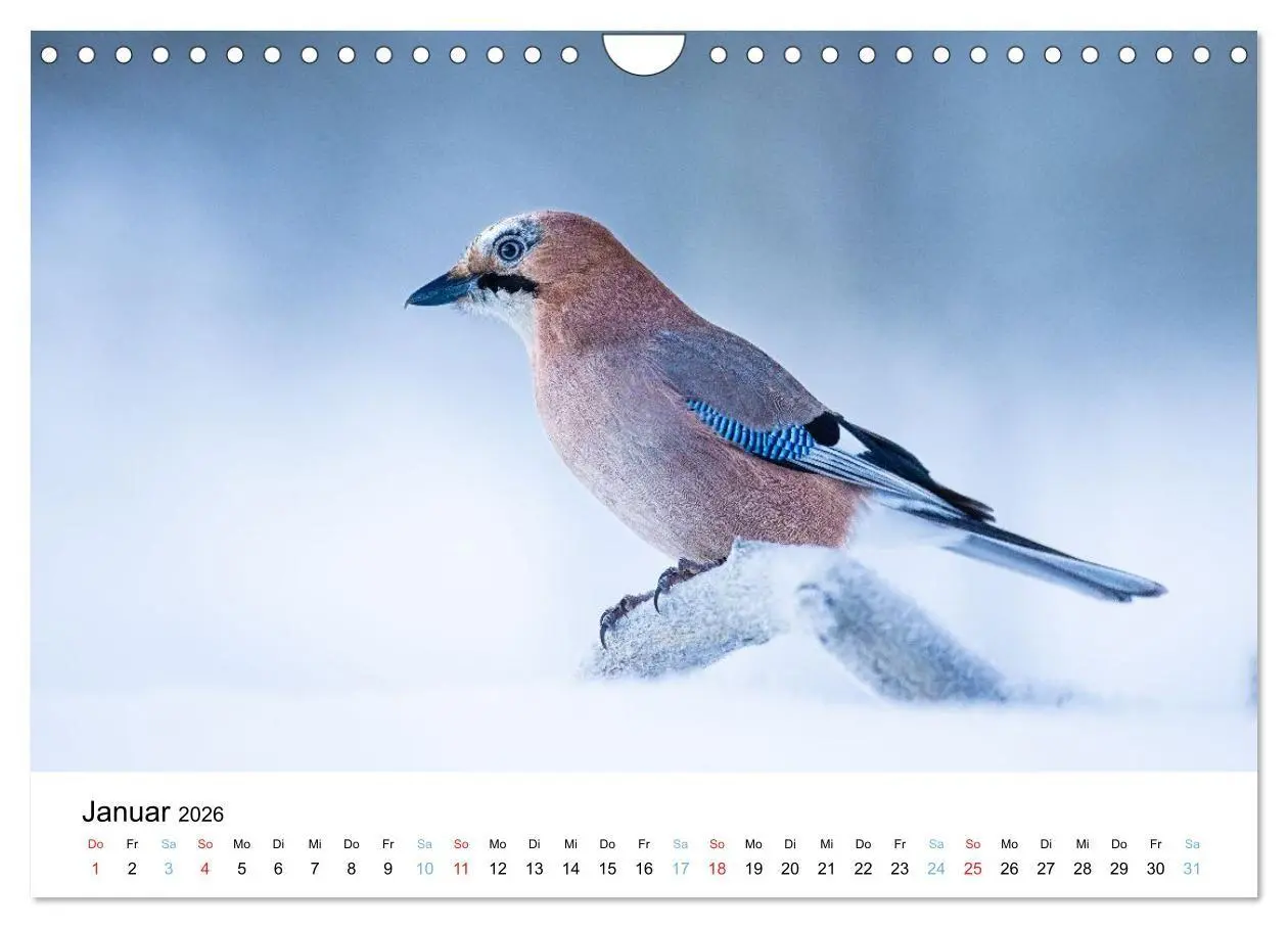 Bild: 9783516665086 | Tierwelt Skandinaviens (Wandkalender 2026 DIN A4 quer), CALVENDO...