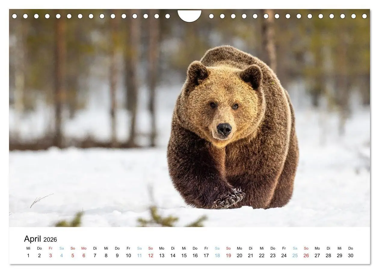 Bild: 9783516665086 | Tierwelt Skandinaviens (Wandkalender 2026 DIN A4 quer), CALVENDO...