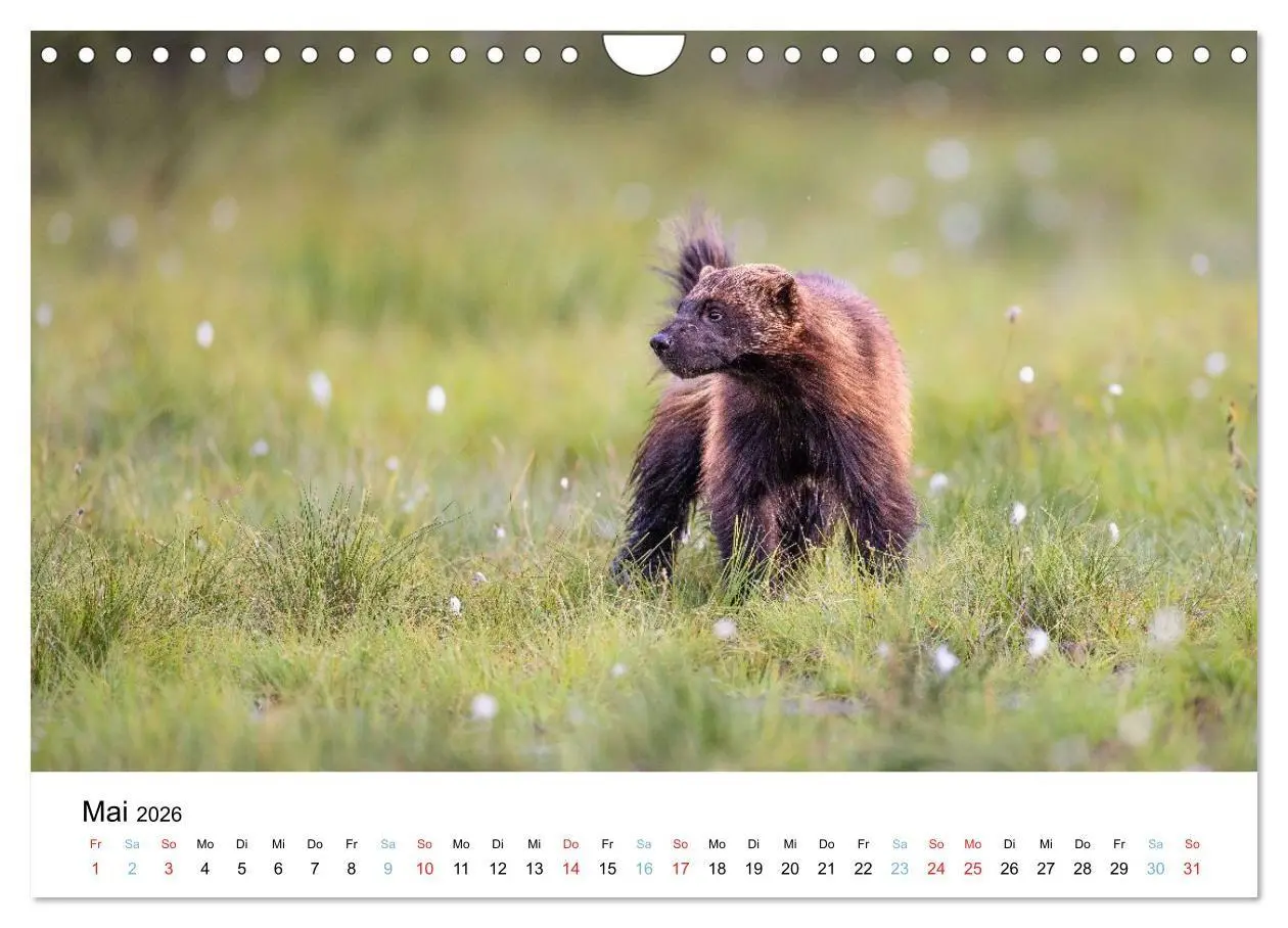 Bild: 9783516665086 | Tierwelt Skandinaviens (Wandkalender 2026 DIN A4 quer), CALVENDO...