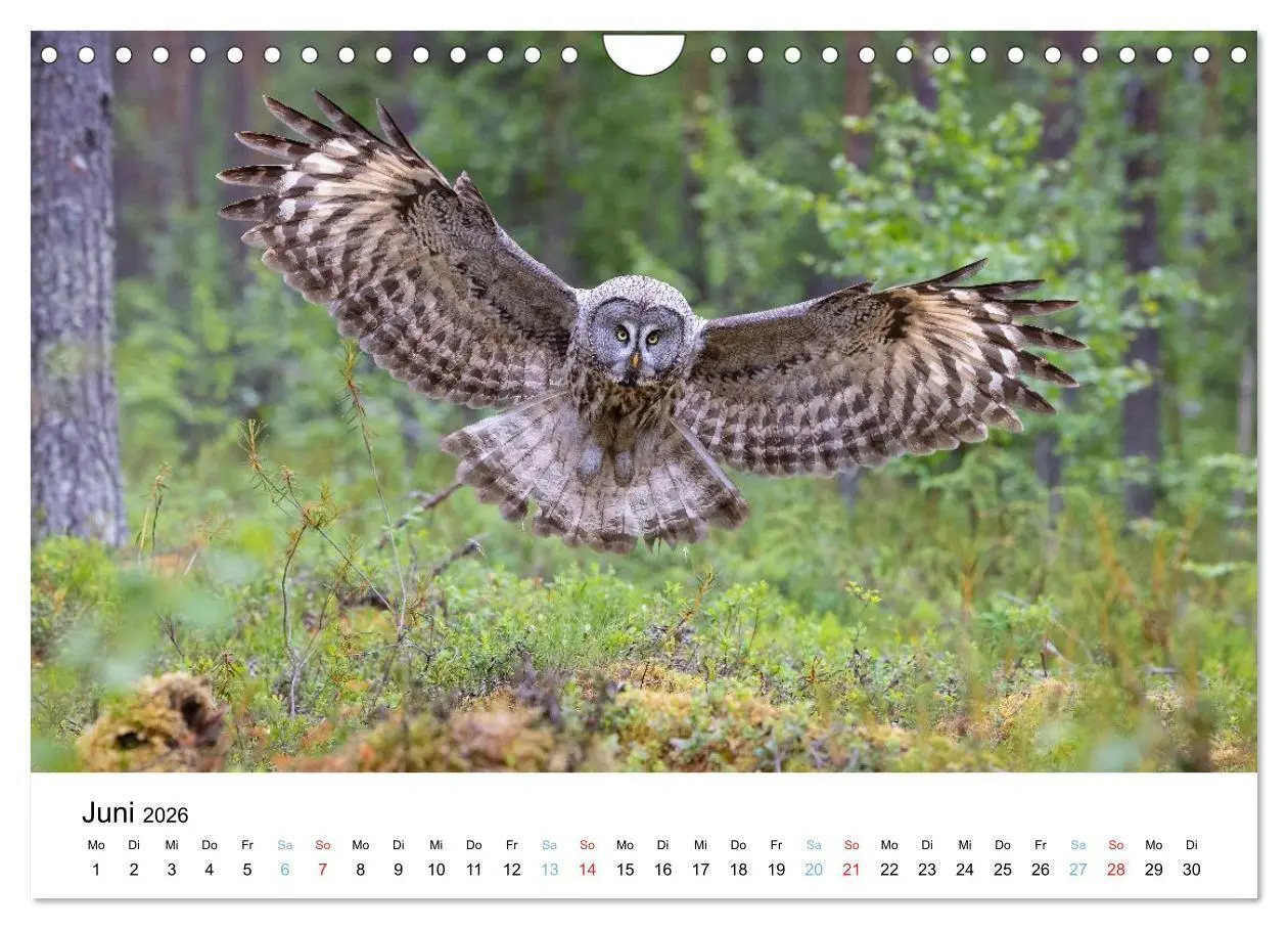 Bild: 9783516665086 | Tierwelt Skandinaviens (Wandkalender 2026 DIN A4 quer), CALVENDO...