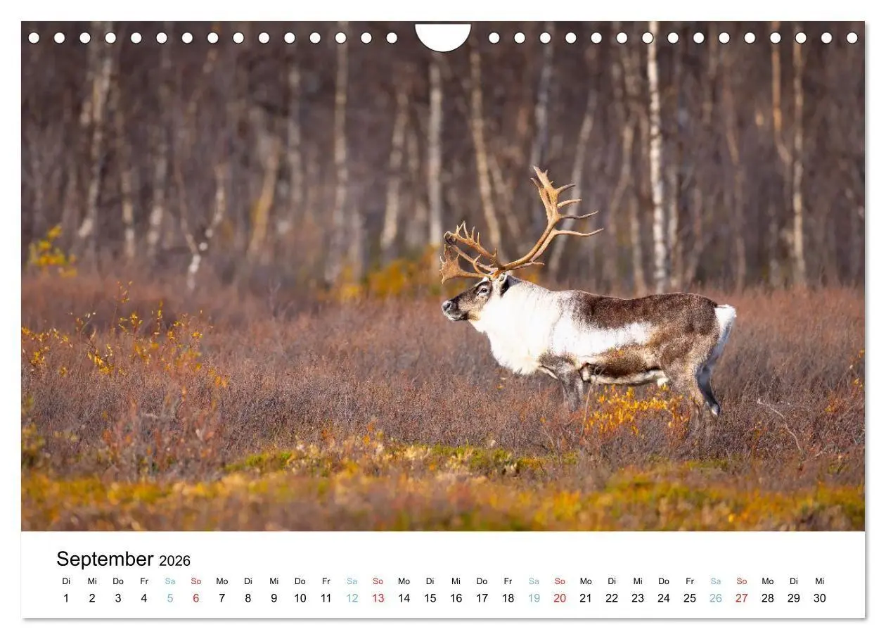 Bild: 9783516665086 | Tierwelt Skandinaviens (Wandkalender 2026 DIN A4 quer), CALVENDO...