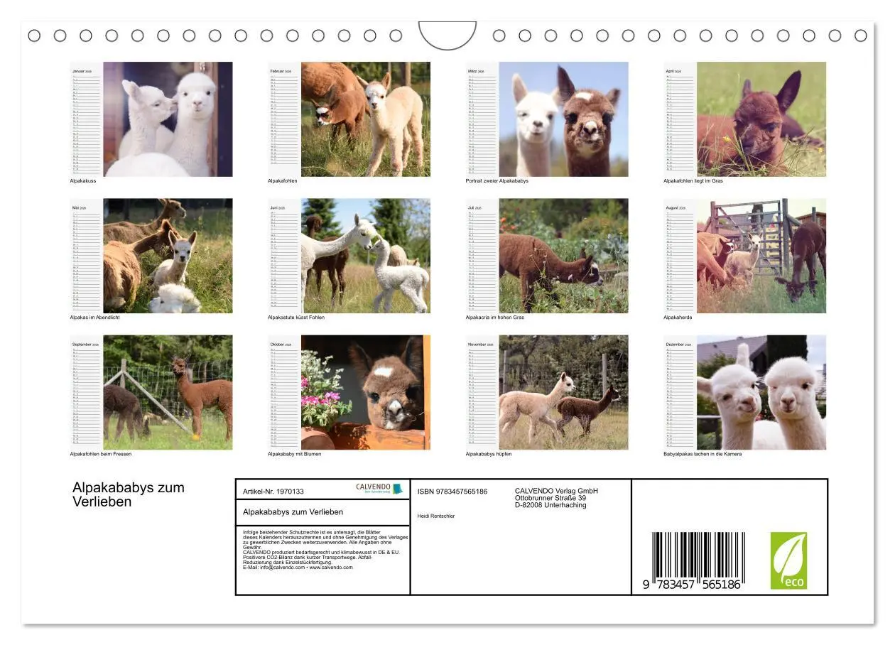 Bild: 9783457565186 | Alpakababys zum Verlieben (Wandkalender 2026 DIN A4 quer), CALVENDO...