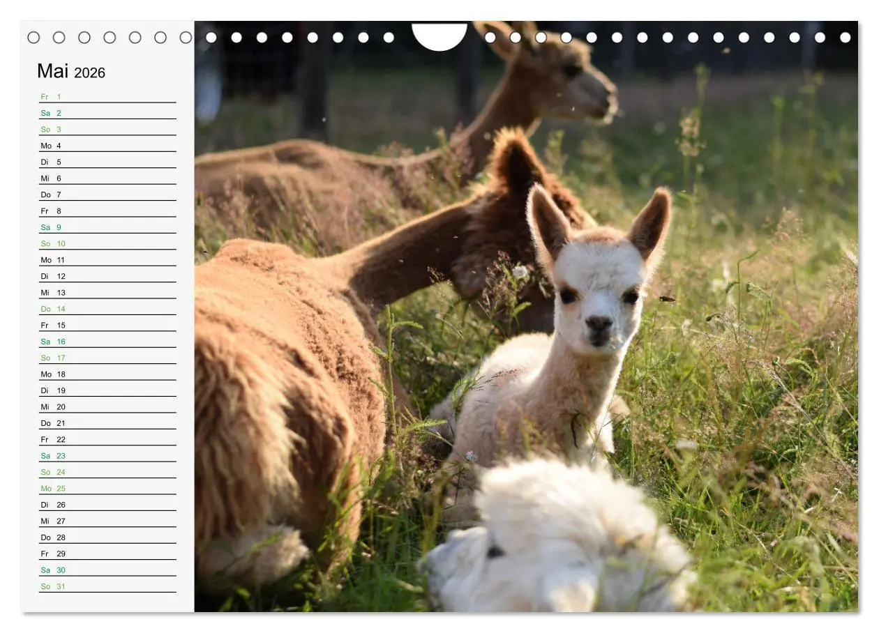 Bild: 9783457565186 | Alpakababys zum Verlieben (Wandkalender 2026 DIN A4 quer), CALVENDO...