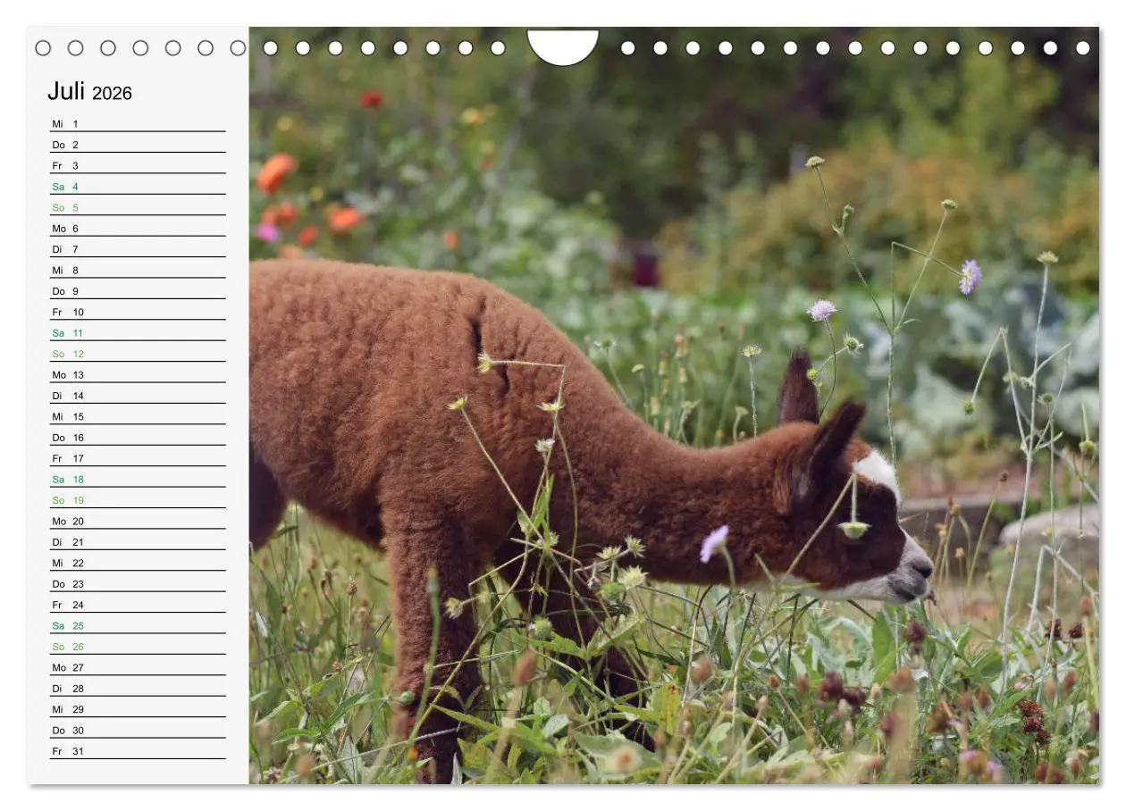 Bild: 9783457565186 | Alpakababys zum Verlieben (Wandkalender 2026 DIN A4 quer), CALVENDO...