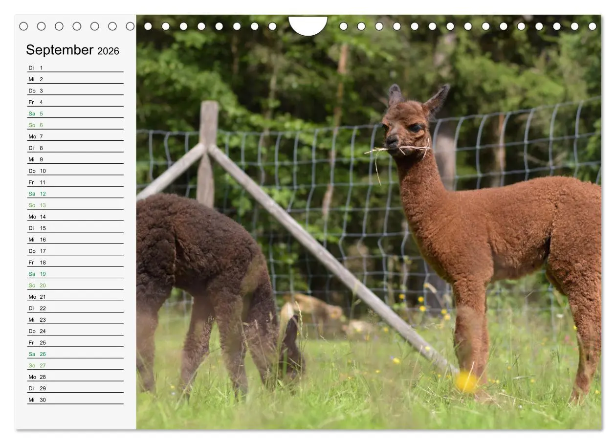 Bild: 9783457565186 | Alpakababys zum Verlieben (Wandkalender 2026 DIN A4 quer), CALVENDO...