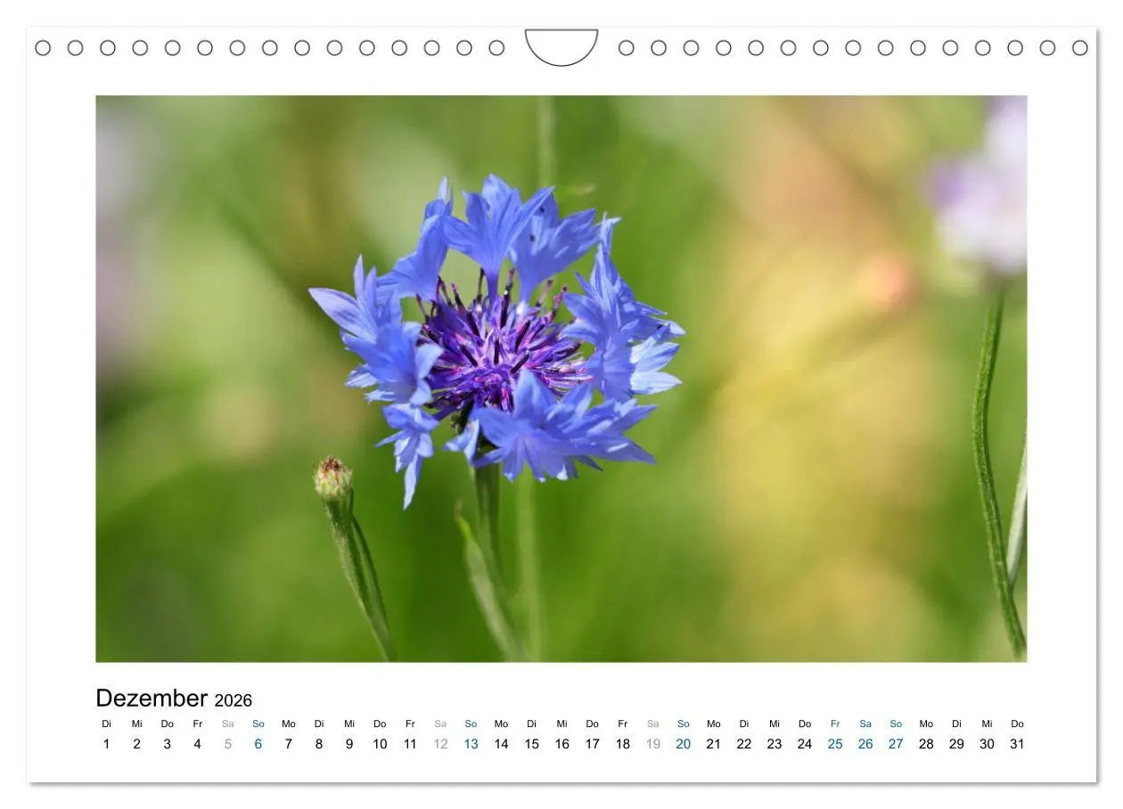 Bild: 9783457875186 | Kornblumen - Blaue Schönheiten (Wandkalender 2026 DIN A4 quer),...