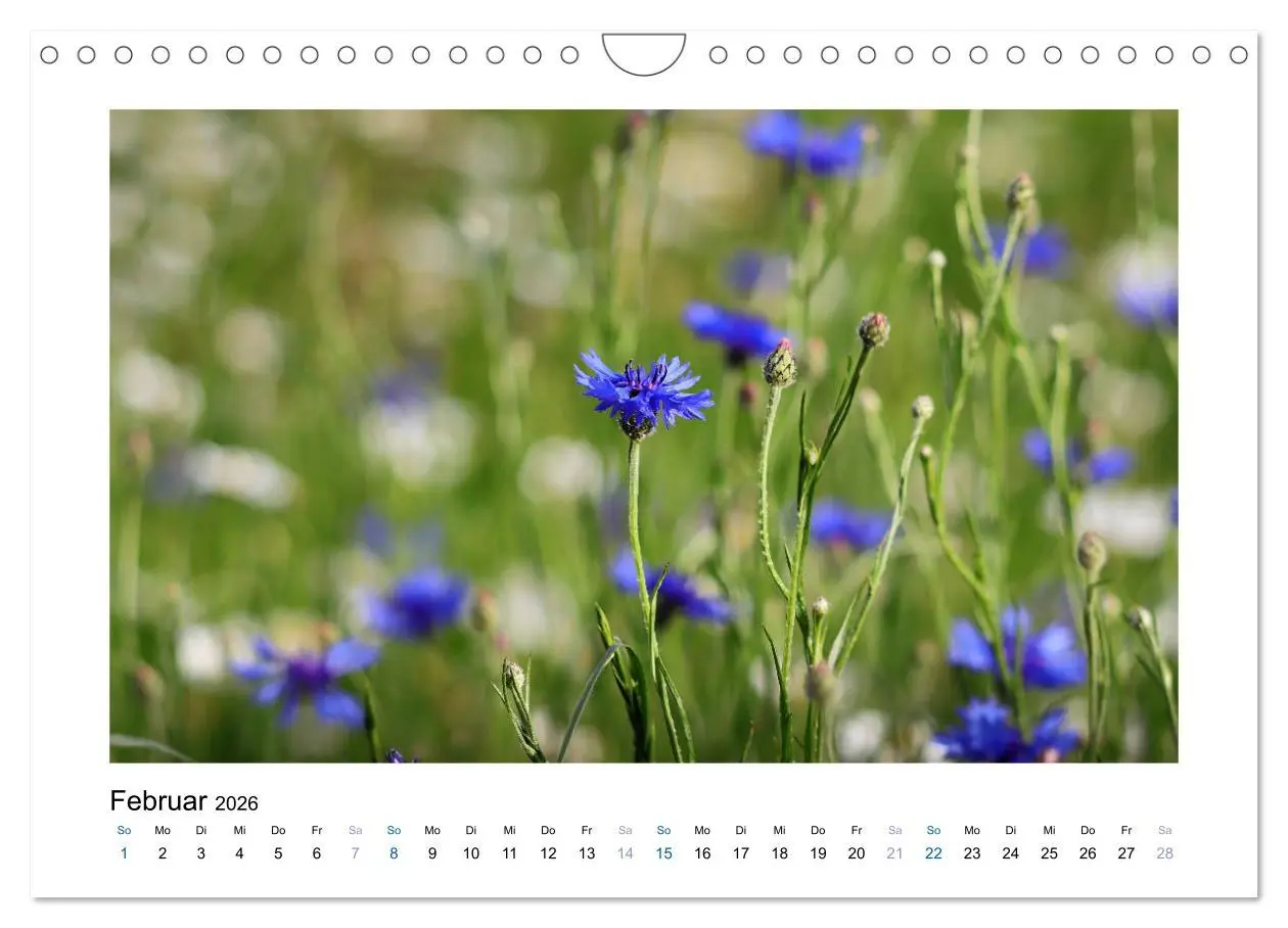 Bild: 9783457875186 | Kornblumen - Blaue Schönheiten (Wandkalender 2026 DIN A4 quer),...
