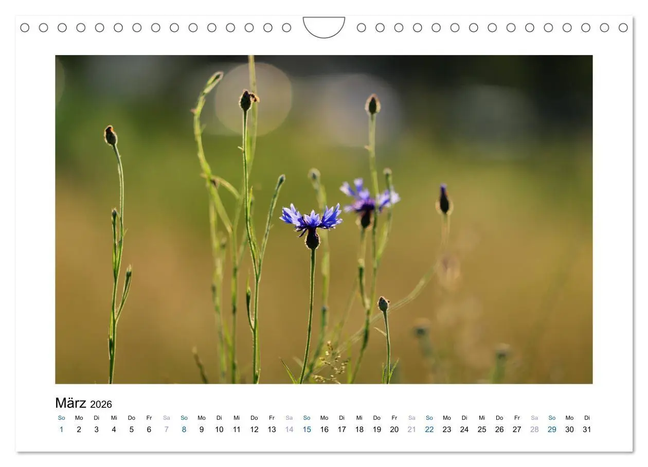 Bild: 9783457875186 | Kornblumen - Blaue Schönheiten (Wandkalender 2026 DIN A4 quer),...