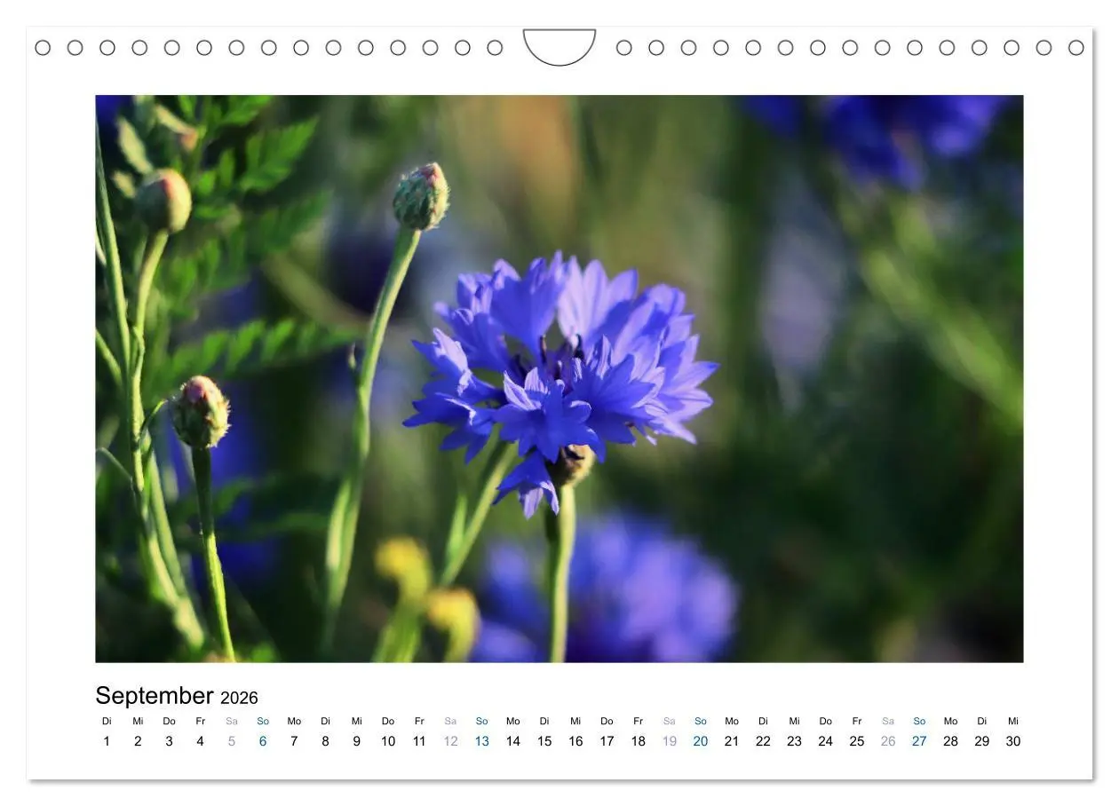 Bild: 9783457875186 | Kornblumen - Blaue Schönheiten (Wandkalender 2026 DIN A4 quer),...
