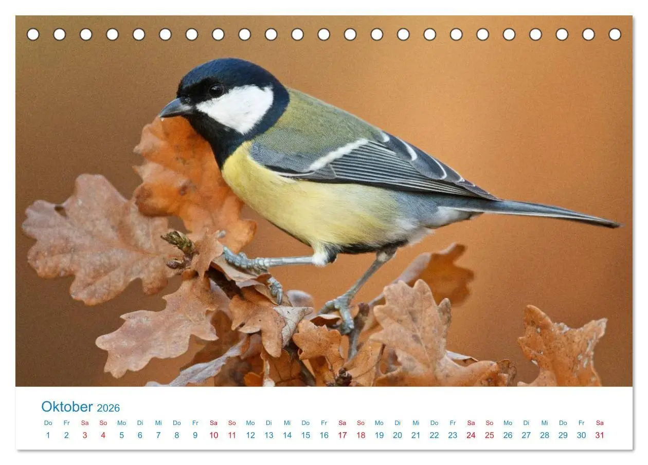 Bild: 9783457945186 | Singvögel - 12 Arten im Garten (Tischkalender 2026 DIN A5 quer),...