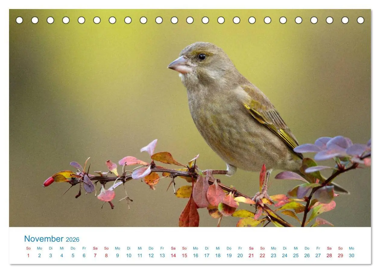 Bild: 9783457945186 | Singvögel - 12 Arten im Garten (Tischkalender 2026 DIN A5 quer),...