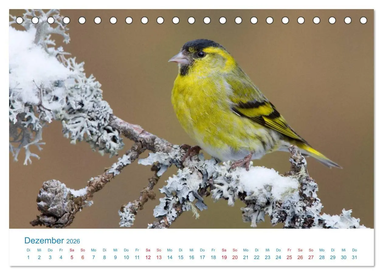 Bild: 9783457945186 | Singvögel - 12 Arten im Garten (Tischkalender 2026 DIN A5 quer),...