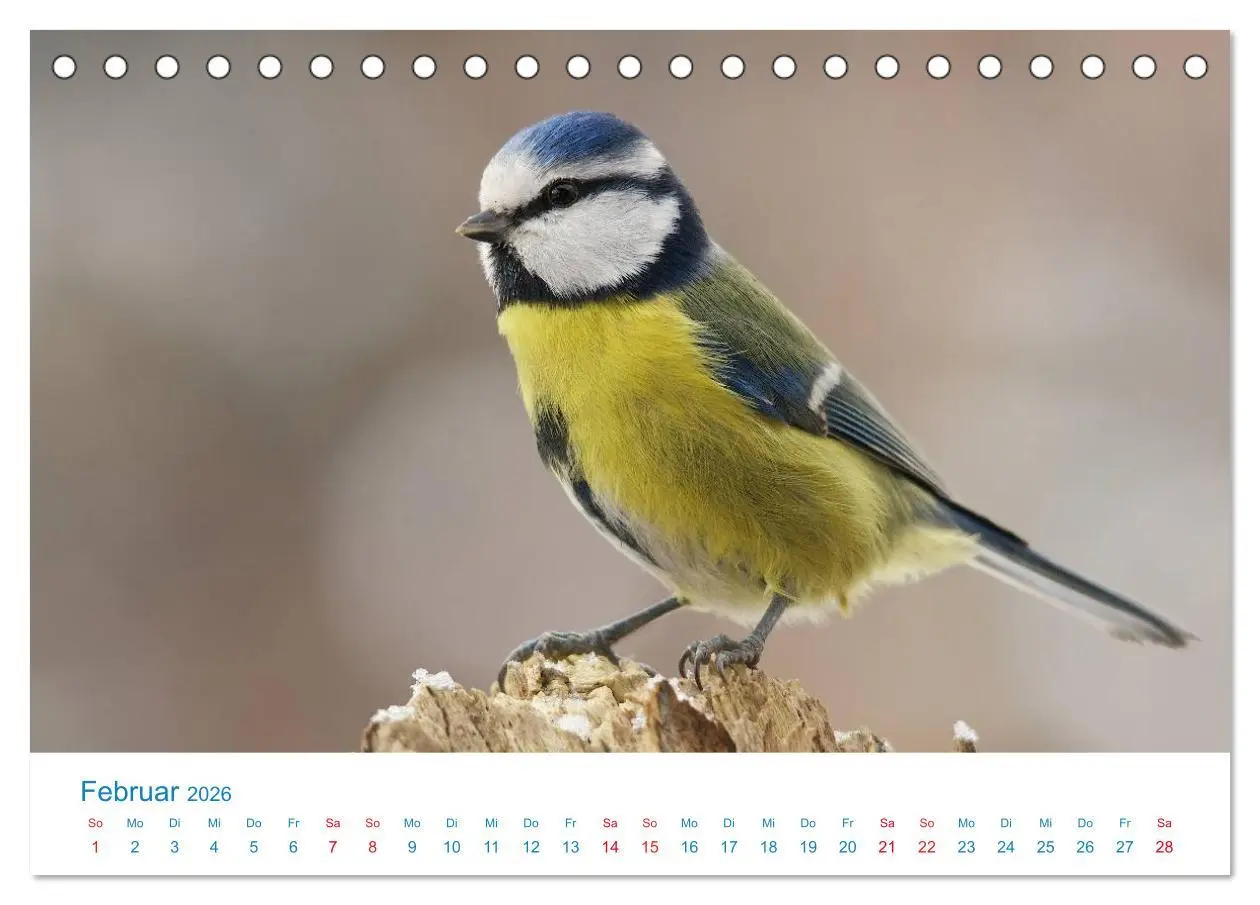 Bild: 9783457945186 | Singvögel - 12 Arten im Garten (Tischkalender 2026 DIN A5 quer),...