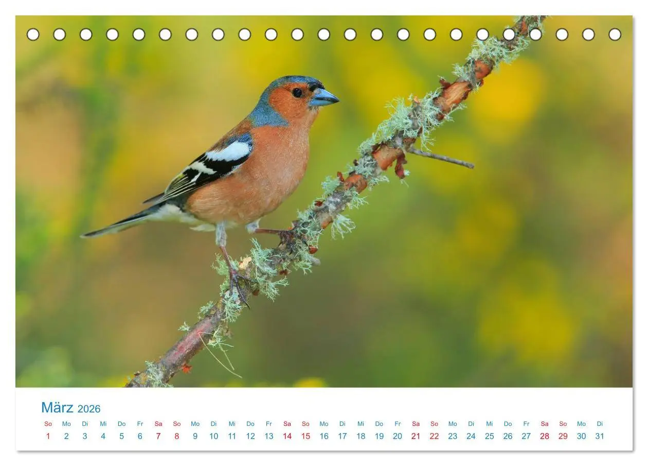 Bild: 9783457945186 | Singvögel - 12 Arten im Garten (Tischkalender 2026 DIN A5 quer),...