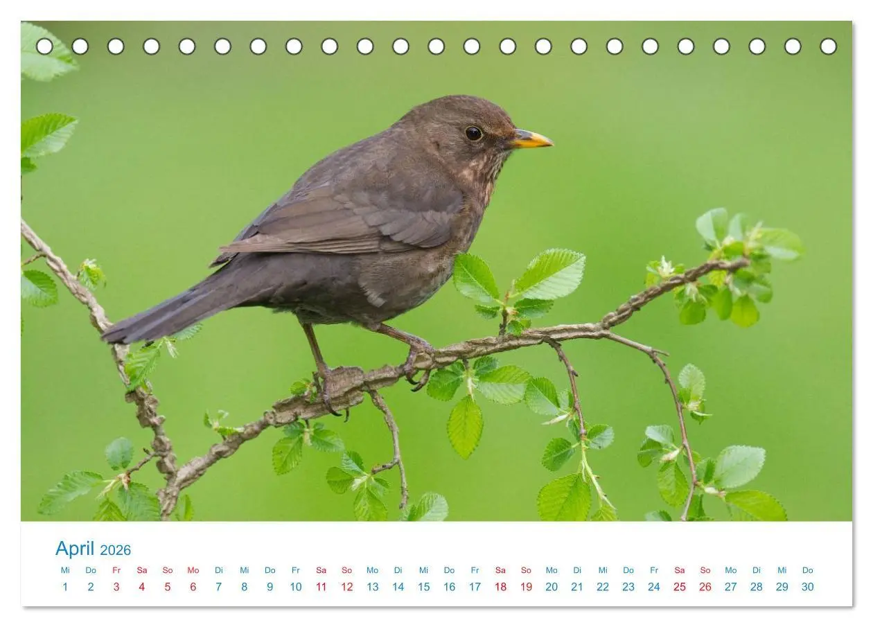 Bild: 9783457945186 | Singvögel - 12 Arten im Garten (Tischkalender 2026 DIN A5 quer),...