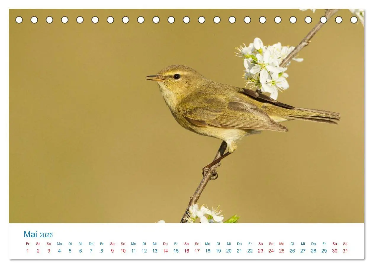Bild: 9783457945186 | Singvögel - 12 Arten im Garten (Tischkalender 2026 DIN A5 quer),...