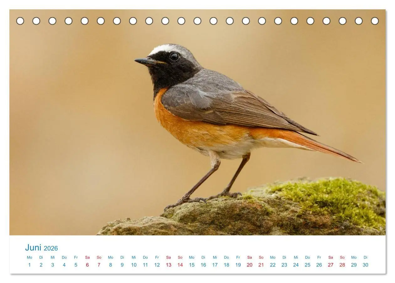 Bild: 9783457945186 | Singvögel - 12 Arten im Garten (Tischkalender 2026 DIN A5 quer),...
