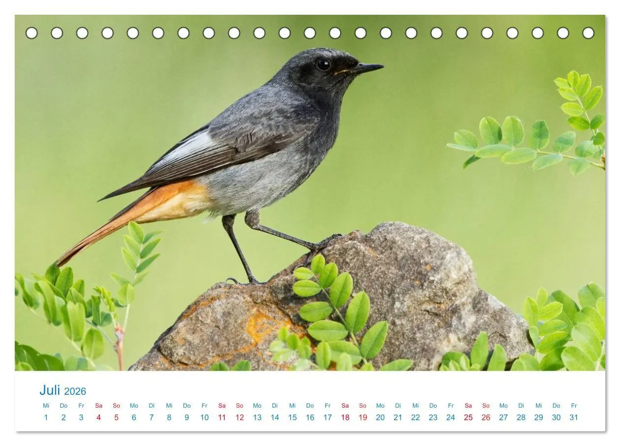 Bild: 9783457945186 | Singvögel - 12 Arten im Garten (Tischkalender 2026 DIN A5 quer),...